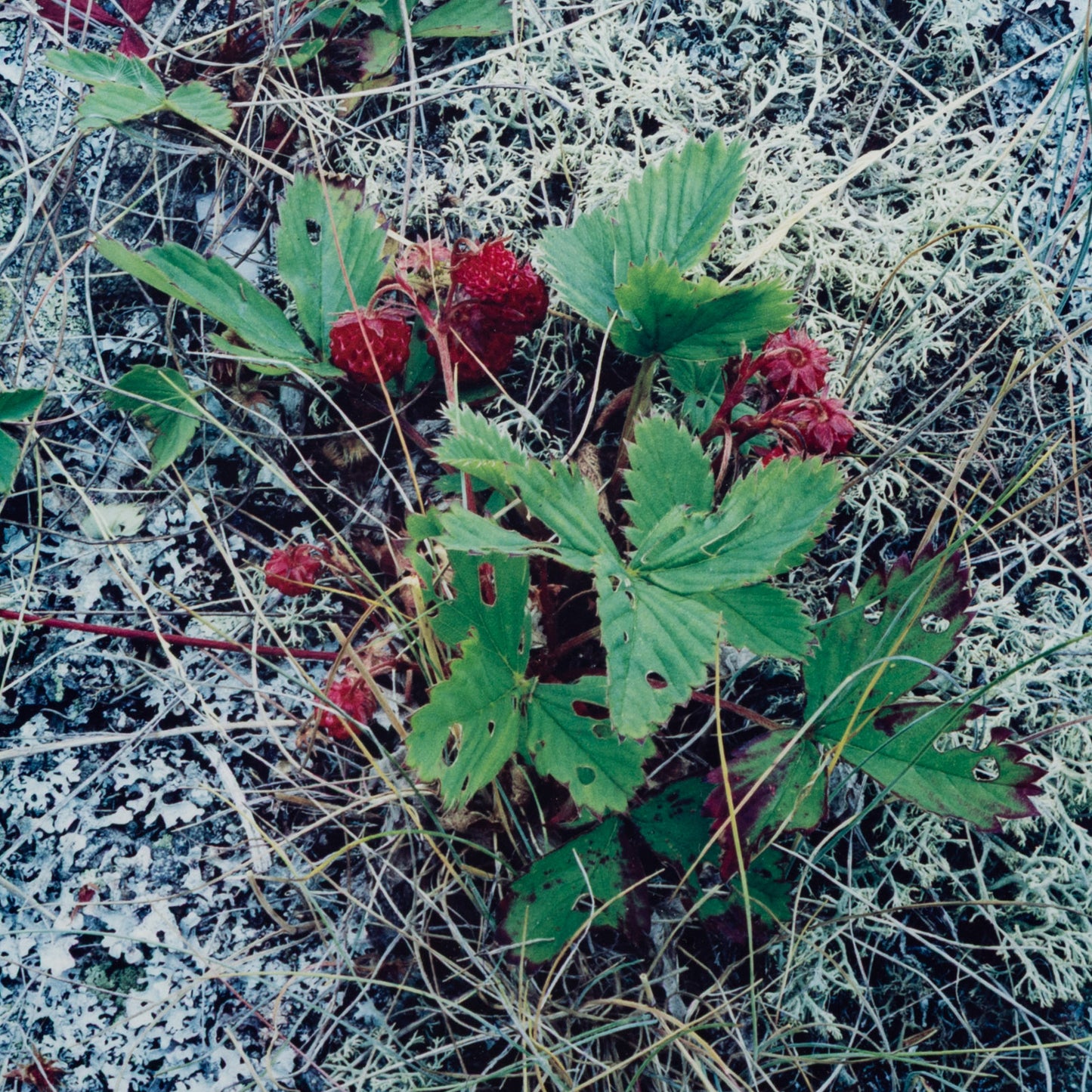 Eliot Furness Porter. "Oak Island, Maine," photograph