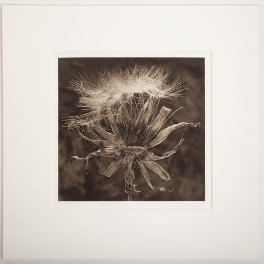 Cy DeCosse. "Dried Dandelion Bouquet," photograph