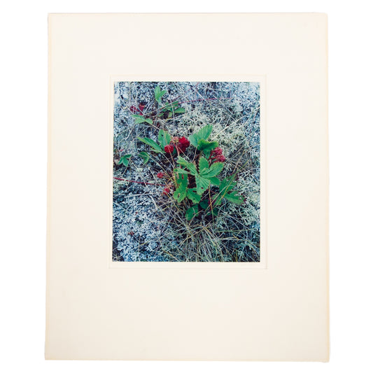 Eliot Furness Porter. "Oak Island, Maine," photograph