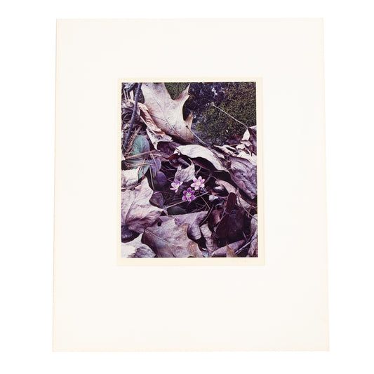 Eliot Furness Porter. "Hepaticas, MA," photograph